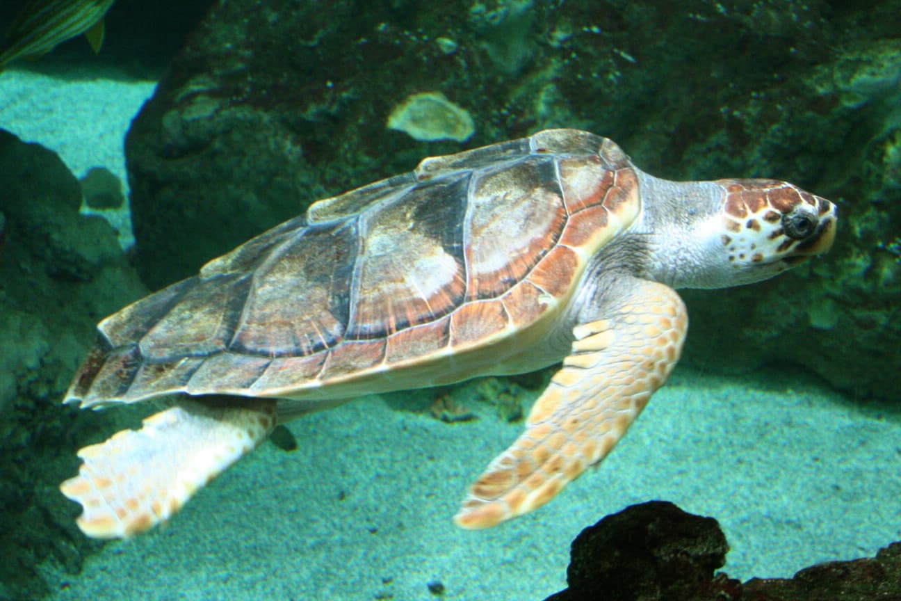 National Marine Park of Zakynthos