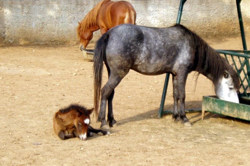 Skyros horses