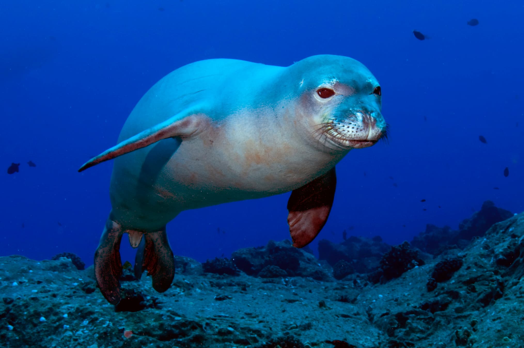 National Marine Park