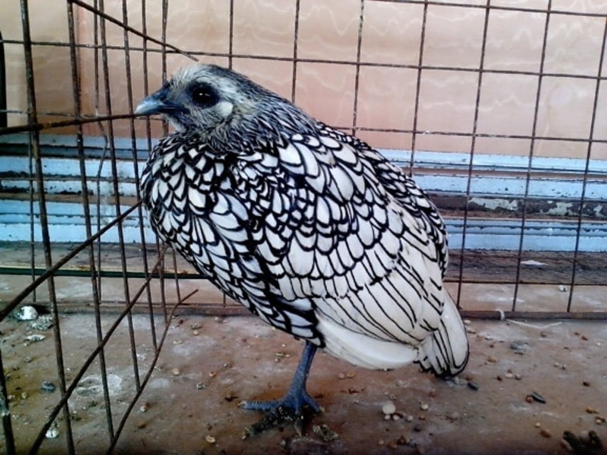 The Meleagrides birds
