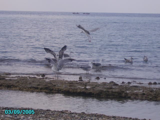 User Photo