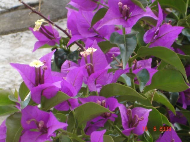 Ag. Nikitas