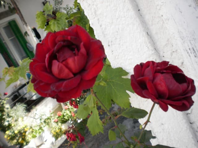 User Photo
