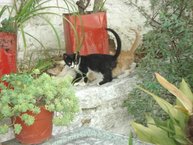 User Photo