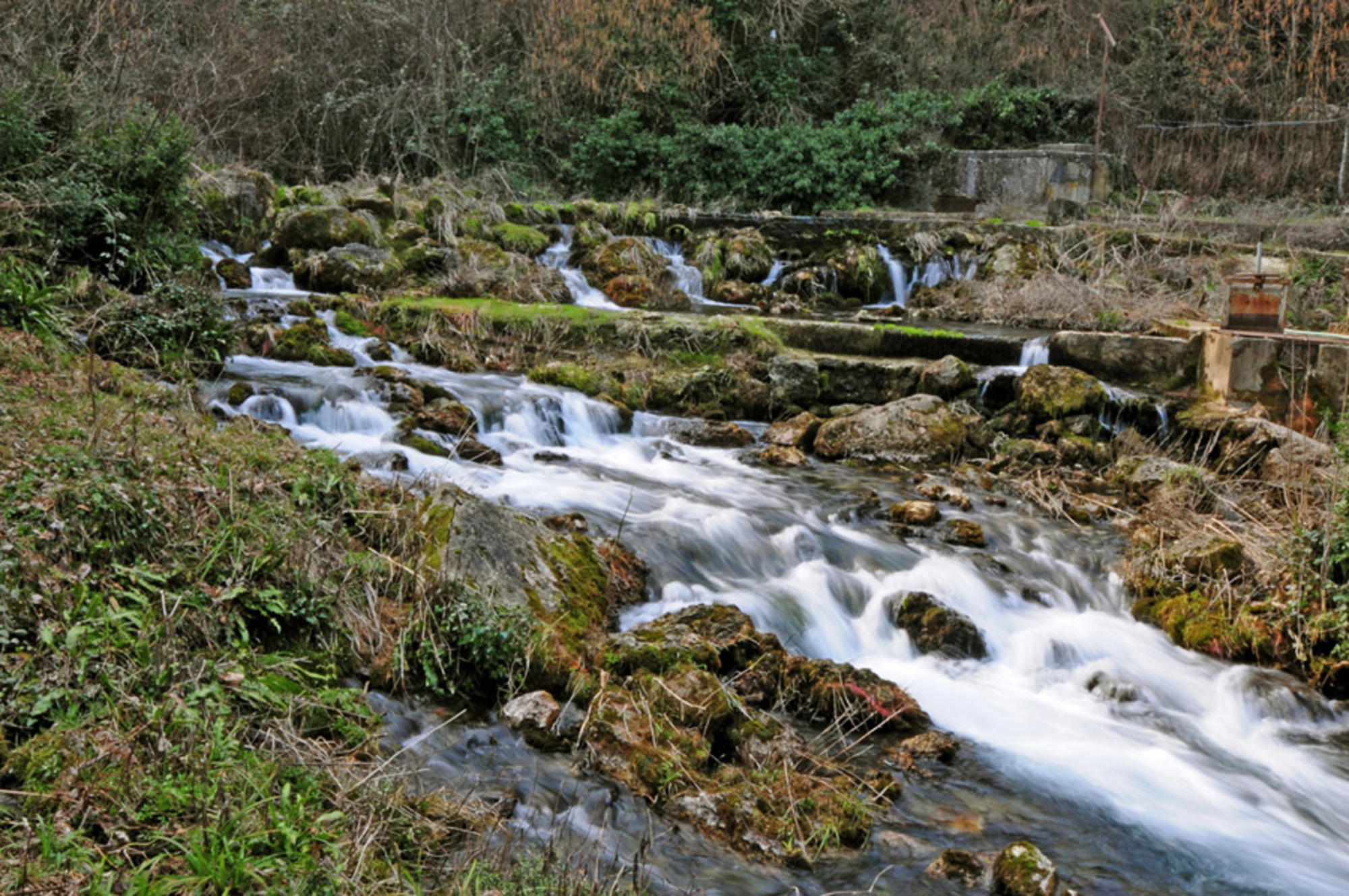 Forest of Agios Nikolaos